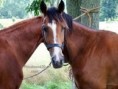 /album/obrazky/horses-jpg/